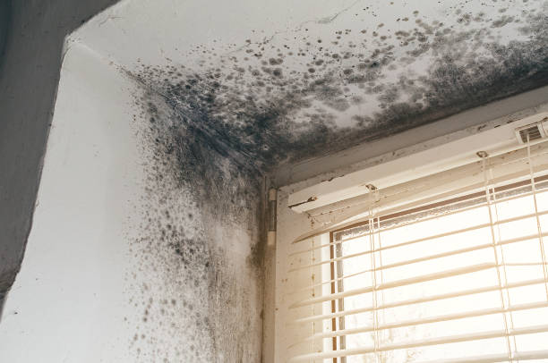 Affordable Mold Remediation solutions in Allenhurst, NJ